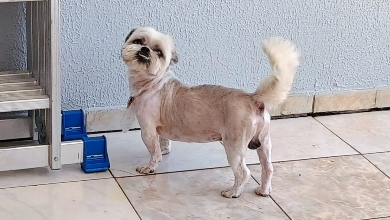 Cachorro é encontrado no bairro Vista Linda