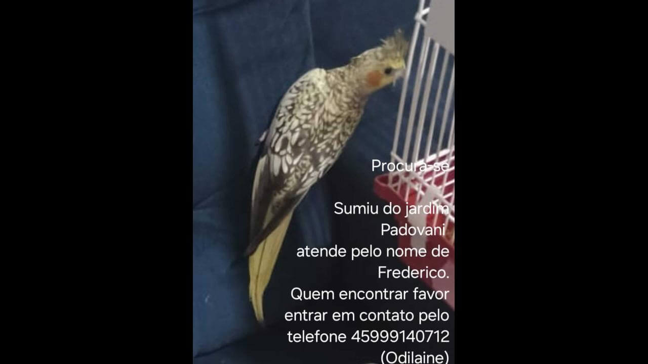 Calopsita Frederico desapareceu no bairro Jardim Padovani
