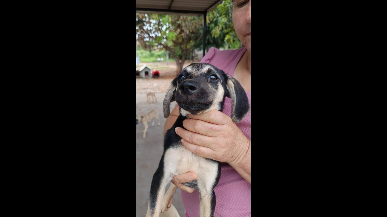 Cachorra Filhota desapareceu no bairro Coqueiral