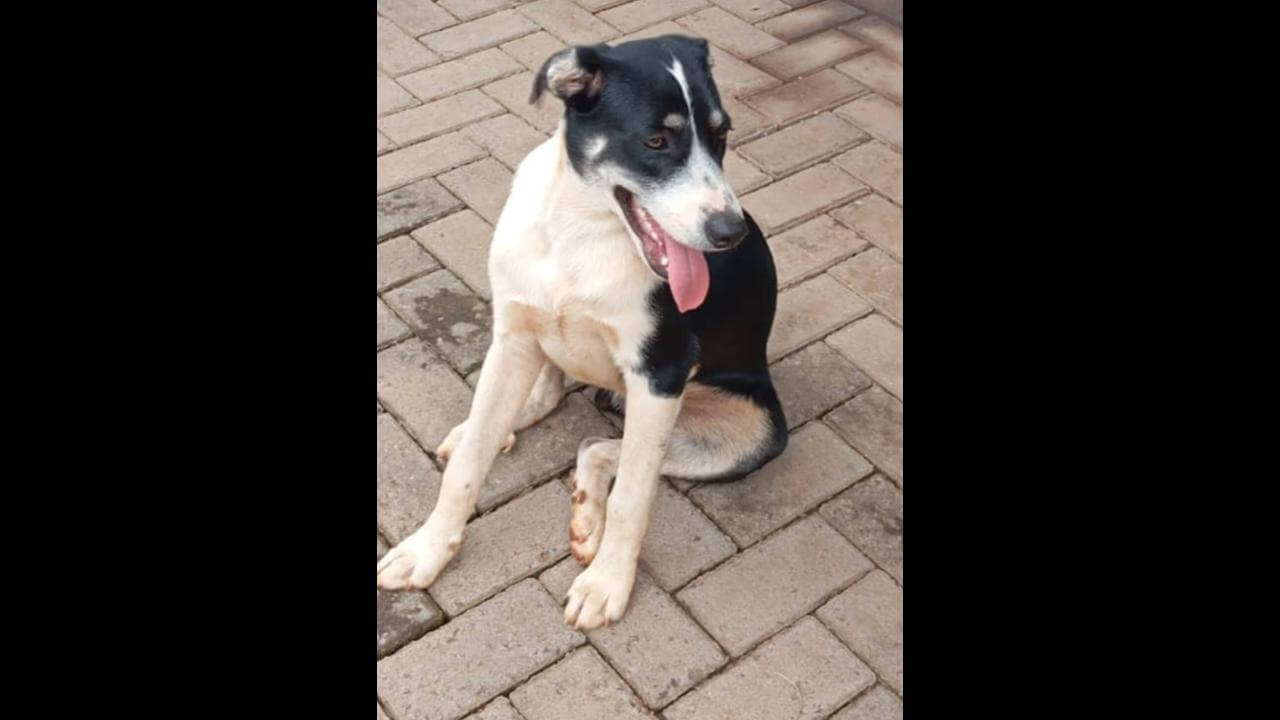 Cachorro é encontrado no bairro Fag