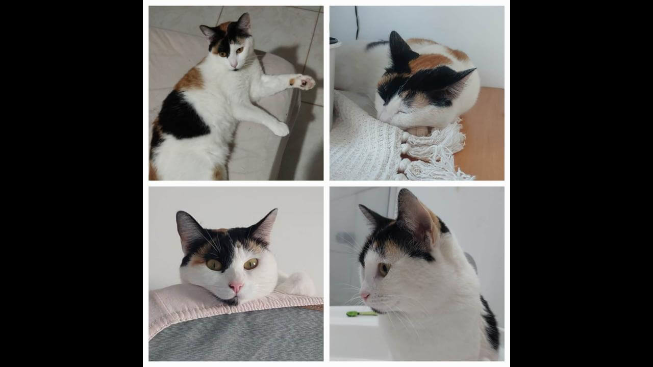 Gata Phoebe desapareceu no bairro Fag