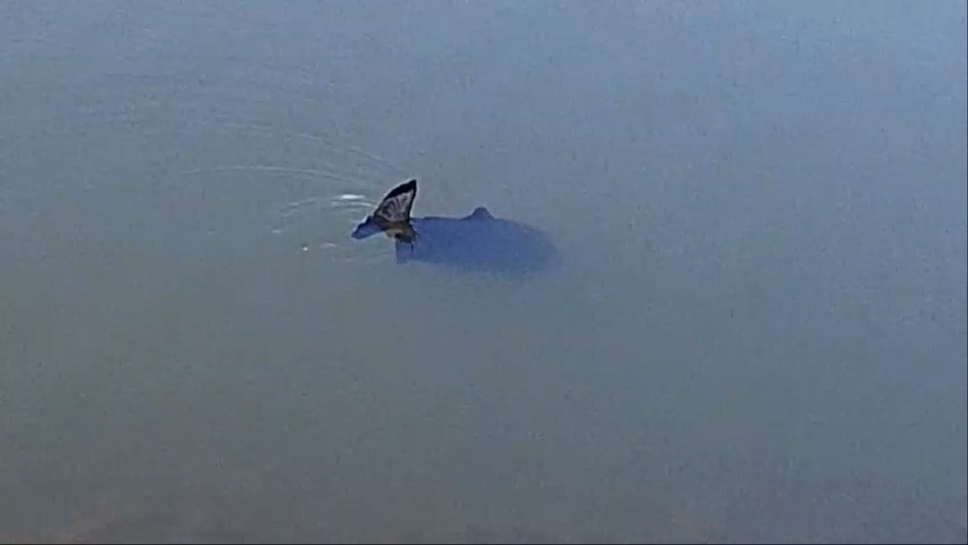 Tubarão no lago? Internauta filma peixe peculiar e afirma que ele tem 'dois rabos'