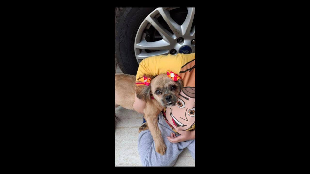 Cachorra Njna desapareceu no bairro Brasmadeira