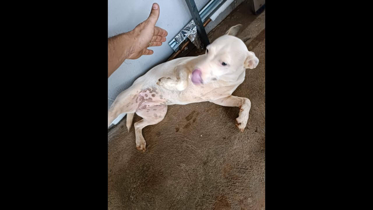 Cachorra é encontrada no bairro Tropical II