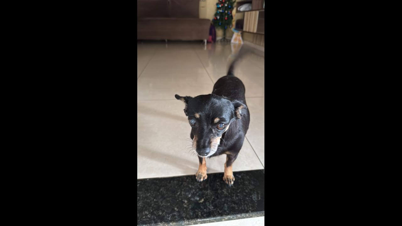 Cachorra Pretinha desapareceu no bairro Alto Alegre