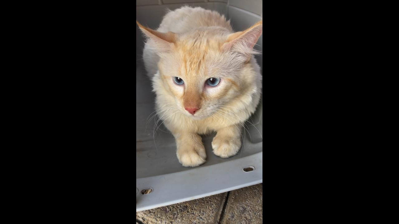 Gato Naninho desapareceu no bairro Floresta Gato Naninho desapareceu no bairro Floresta