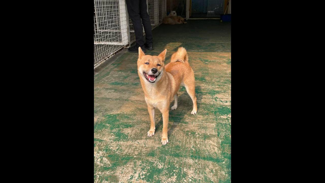 Cachorra Valk desapareceu no bairro Neva