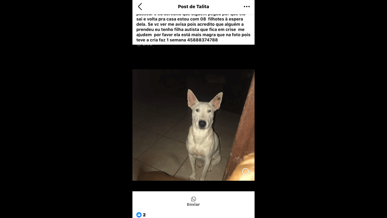 Cachorra Estimada desapareceu no bairro Santo Onofre