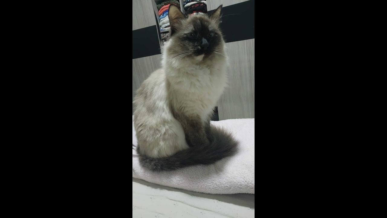 Gata Luna desapareceu no bairro Centro