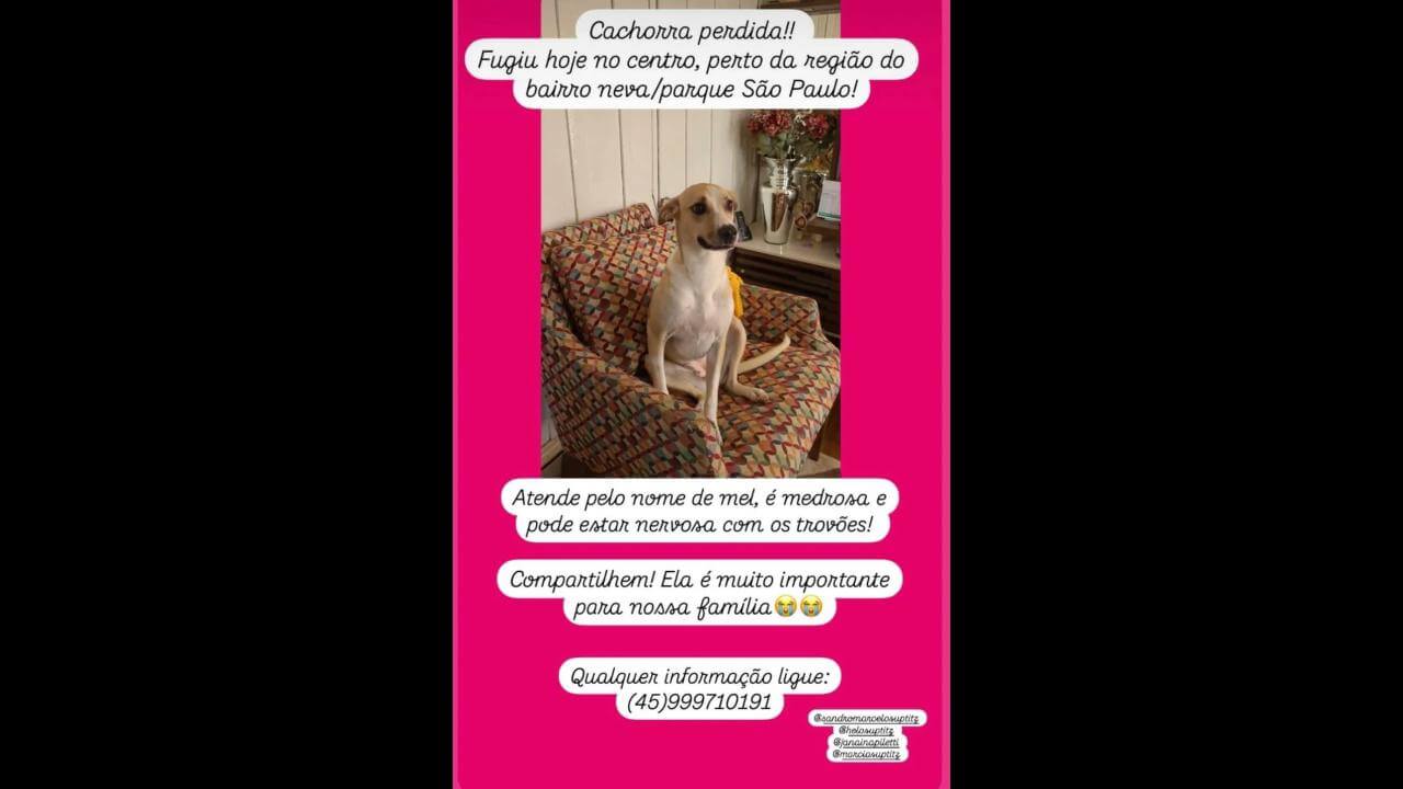 Cachorra Mel desapareceu no bairro Neva