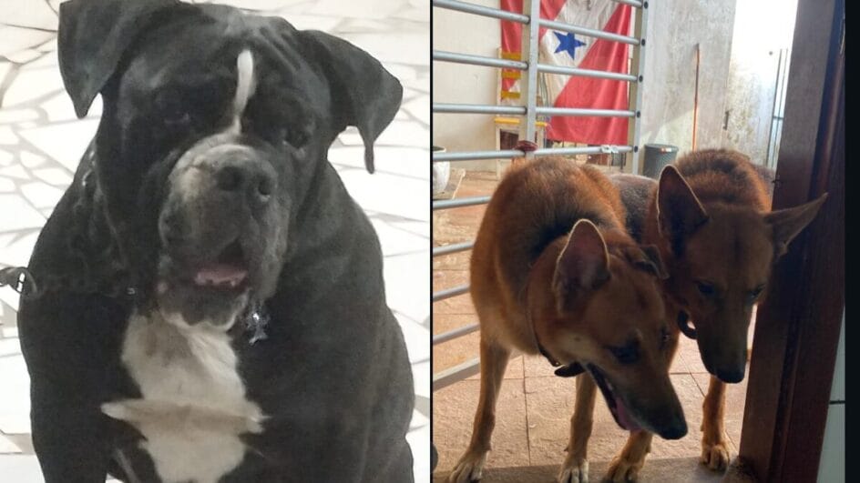 Família em luto: três cães morrem durante transporte pago