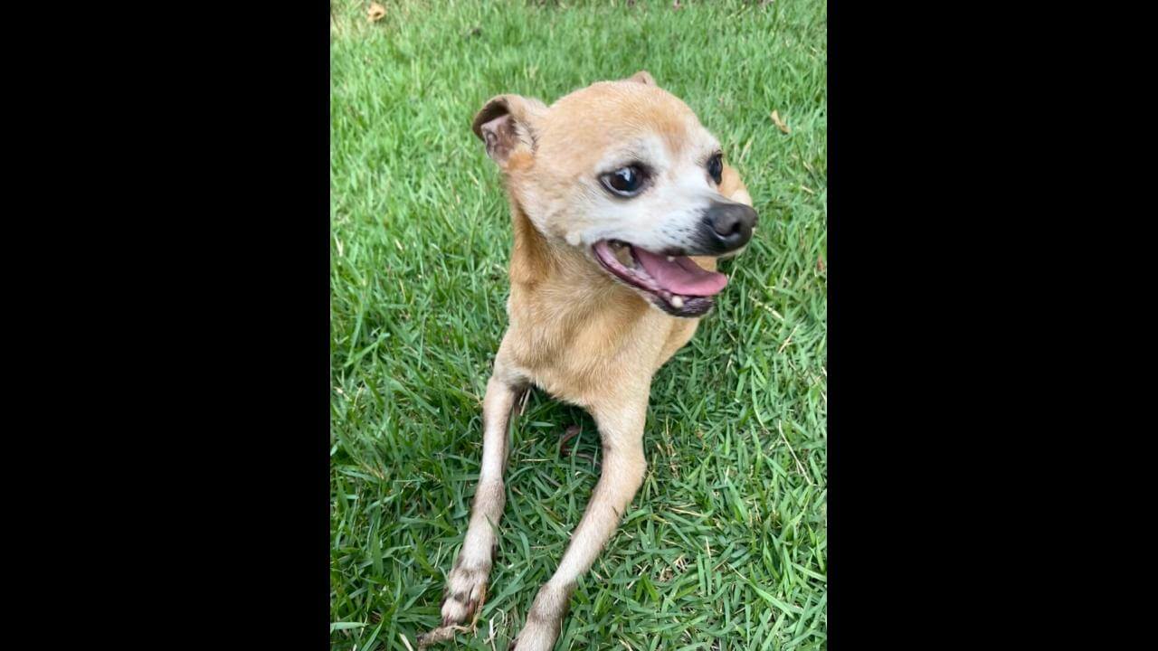 Cachorro Scooby fugiu na regiao do Pq Tarquinio desapareceu no bairro Parque São Paulo
