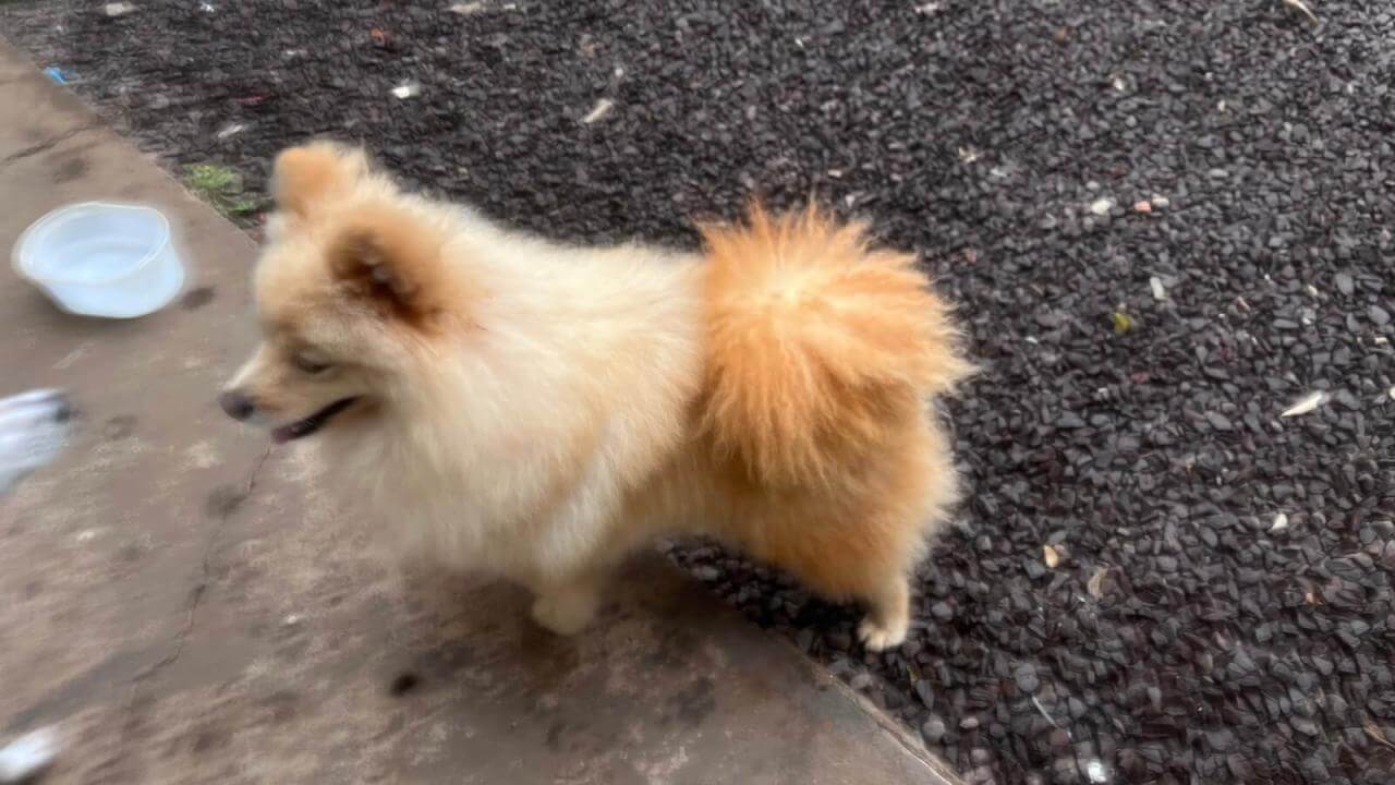 Cachorro é encontrado no bairro Jardim Veneza