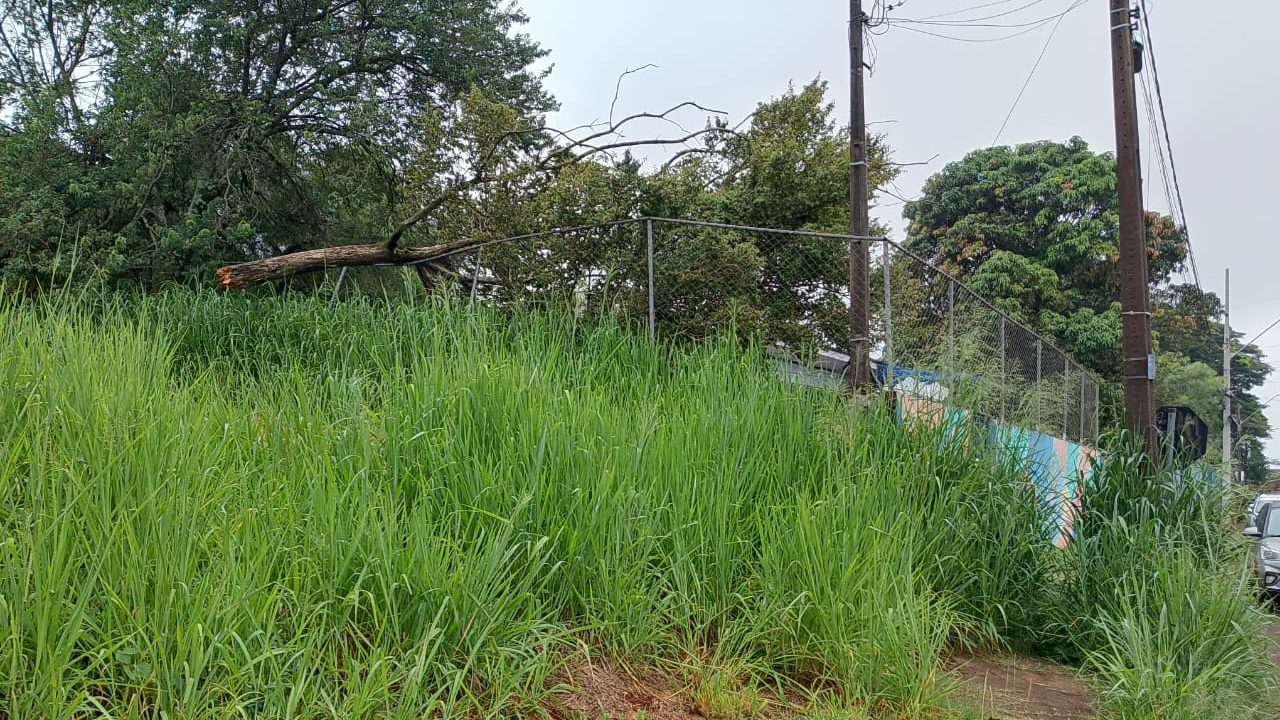 Queda de árvore e mato alto preocupa pais de crianças do CMEI Reino Encantado no Brasmadeira Queda de árvore e mato alto preocupa pais de crianças do CMEI Reino Encantado no Brasmadeira