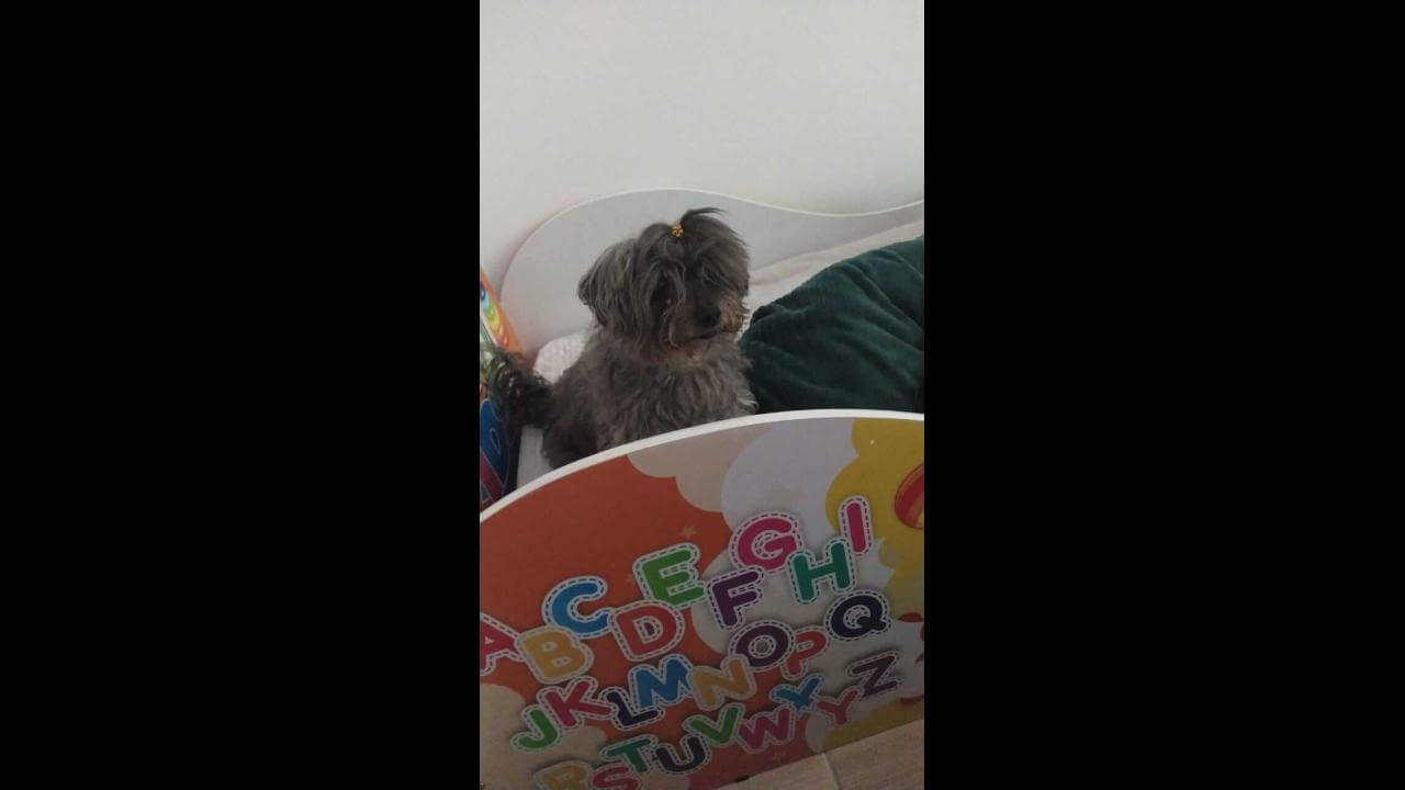 Cachorra Pamela desapareceu no bairro Presidente Cachorra Pamela desapareceu no bairro Presidente