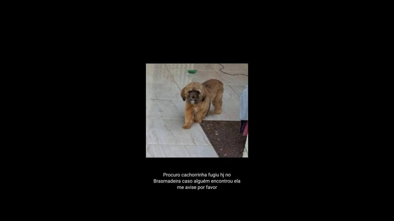 Cachorra Nina desapareceu no bairro Brasmadeira Cachorra Nina desapareceu no bairro Brasmadeira