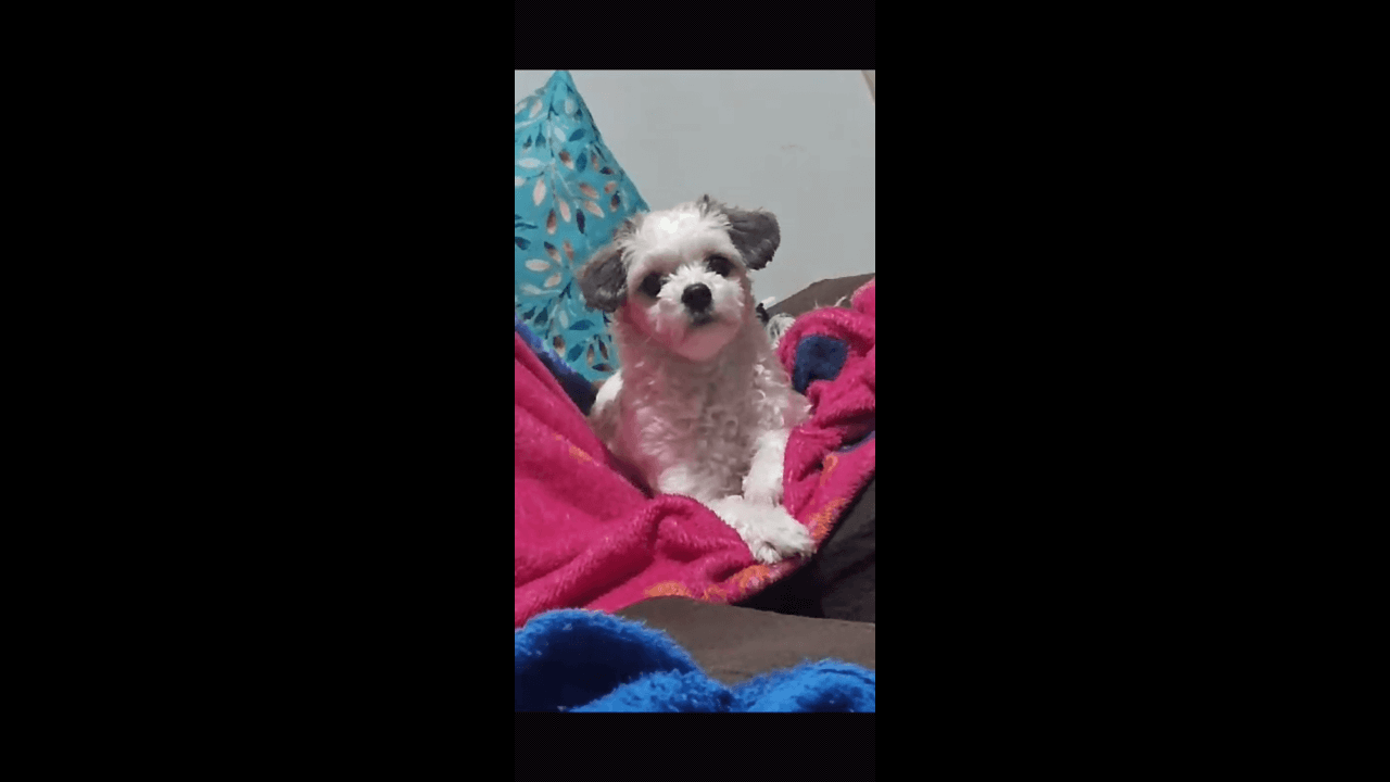 Cachorra chamada Lisa desapareceu no bairro Brasília