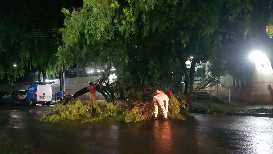 Galhos de árvore caem e bloqueiam entrada de condomínio na Rua Osvaldo Cruz