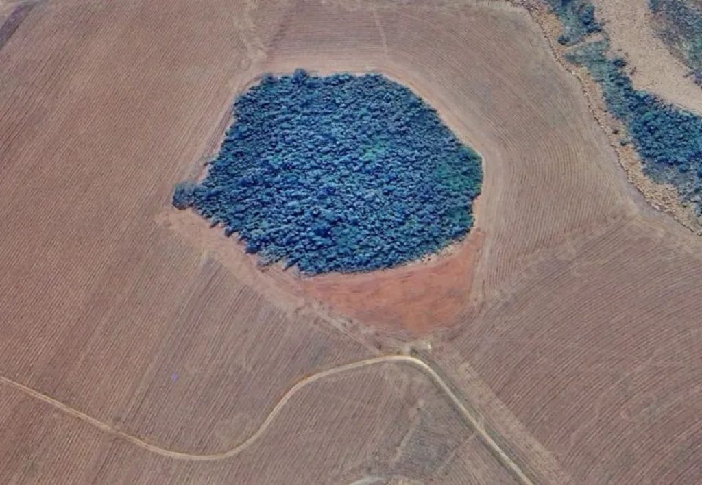Polícia Ambiental descobre desmatamento de vegetação nativa em Mariluz