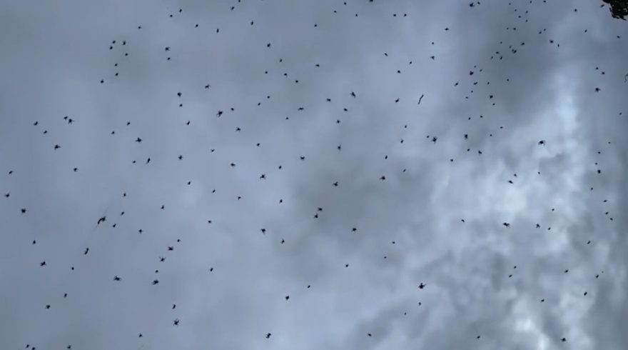 “Chuva de aranhas” impressiona e preocupa moradores de São Thomé das Letras-MG