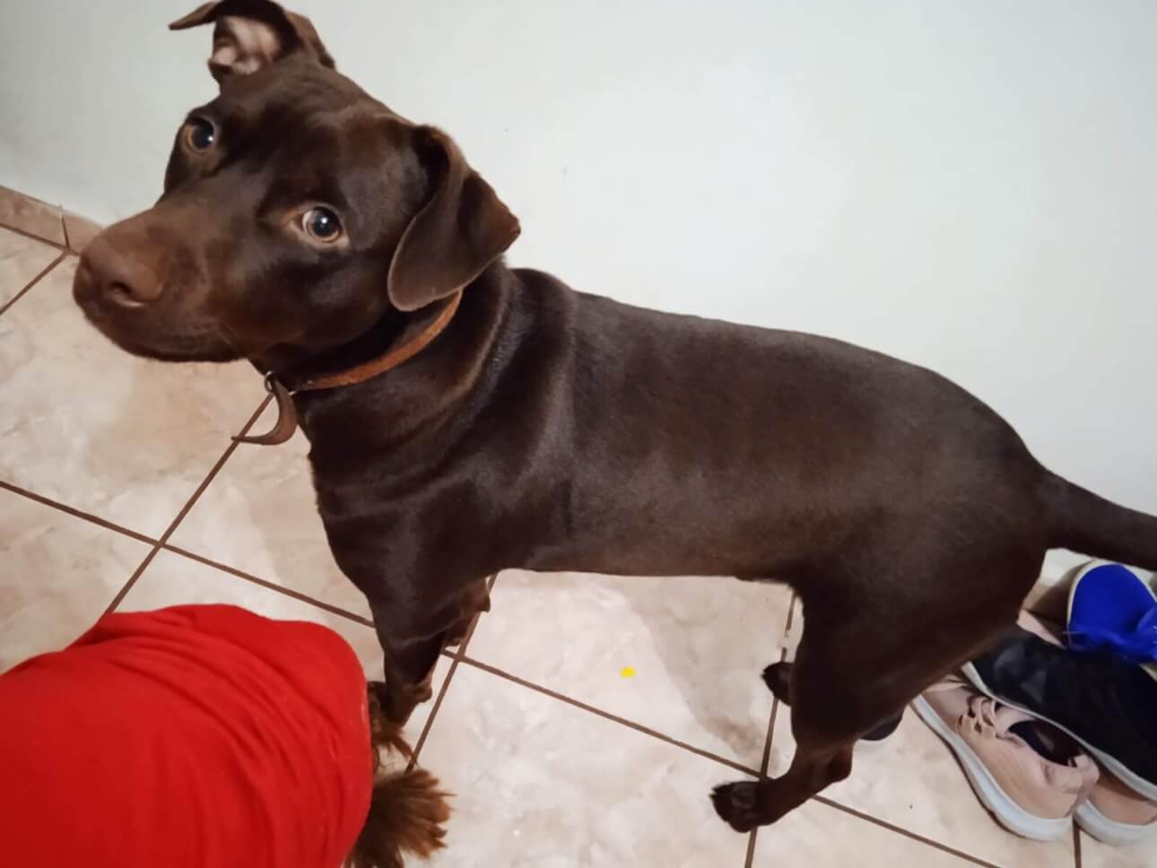 Cachorro Toddy desapareceu no bairro Santa Felicidade