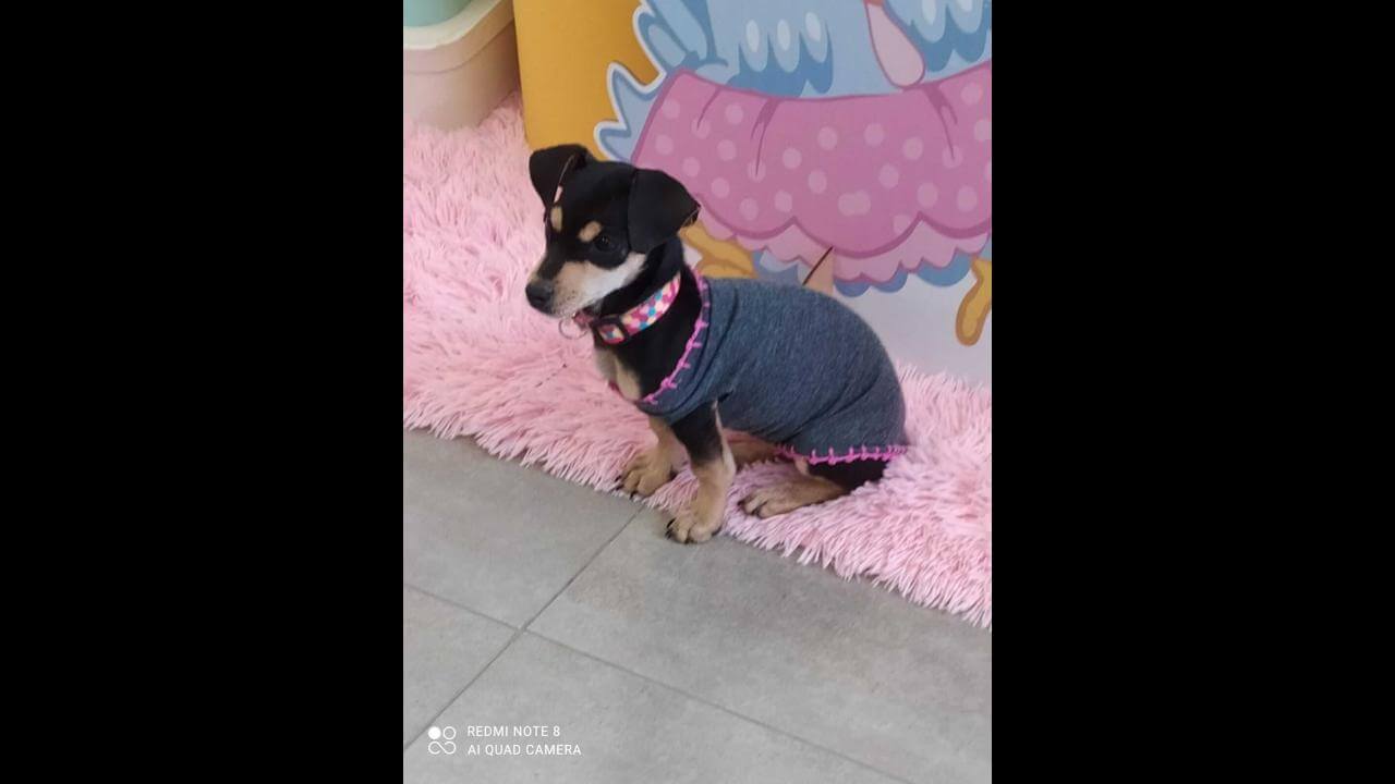 Cachorra Jujuba desapareceu no bairro Floresta