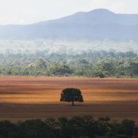 Imagem referente a Desmatamento no Cerrado caiu 33% em 2024, mas ainda é elevado