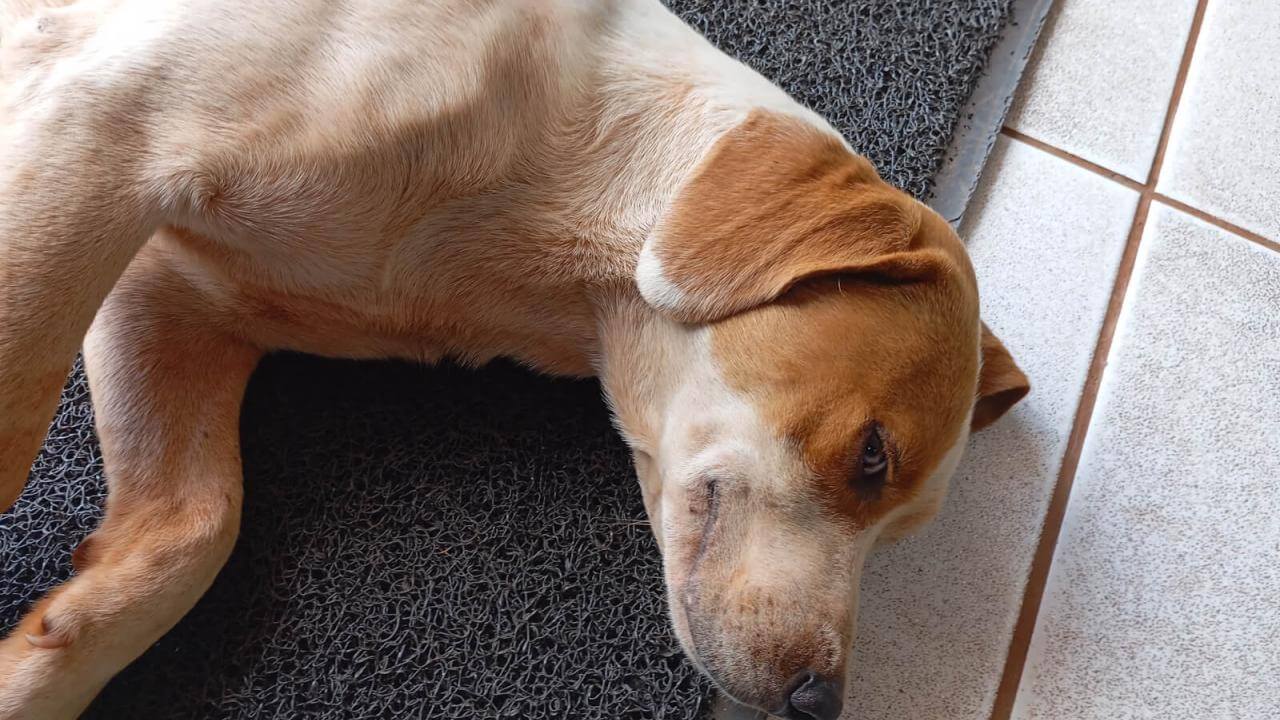 Cachorro é encontrado no bairro Parque São Paulo Cachorro é encontrado no bairro Parque São Paulo