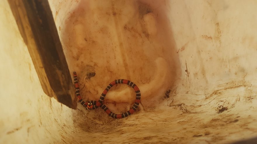 Cobra Coral é capturada pelos Bombeiros em condomínio no Country