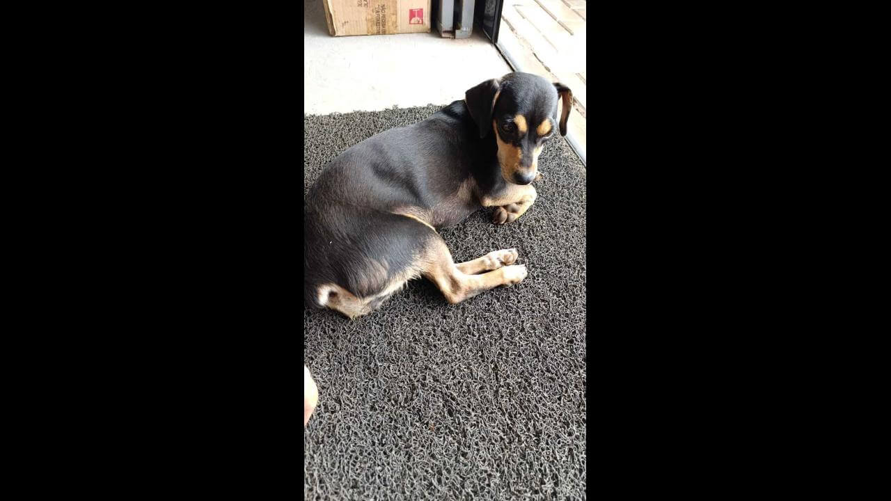 Cachorra é encontrada no bairro Brasília Cachorra é encontrada no bairro Brasília