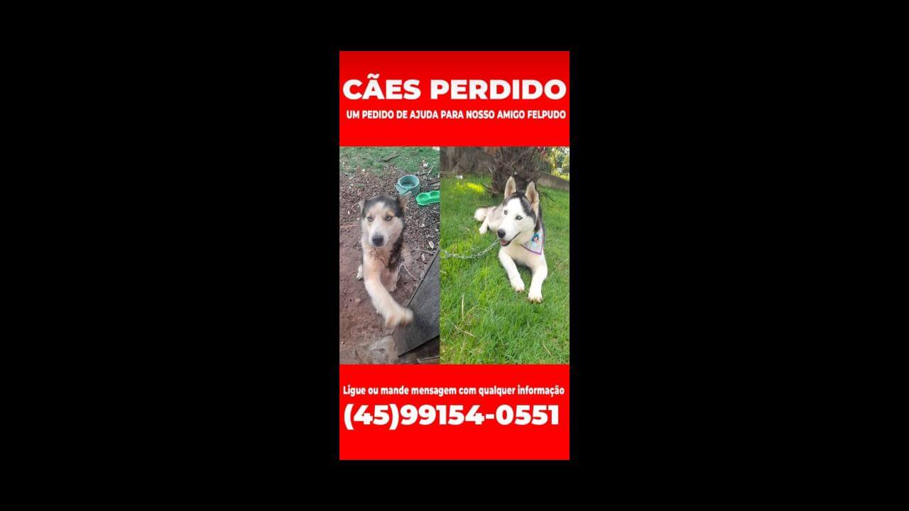 Cachorra desapareceu no bairro Esmeralda Cachorra desapareceu no bairro Esmeralda