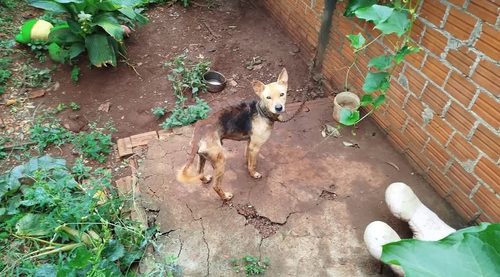 Internautas denunciam caso de maus tratos no Santa Felicidade