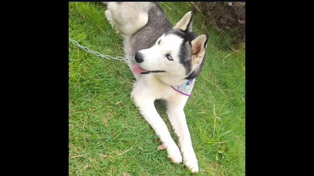 Cachorra desapareceu no bairro Esmeralda Cachorra desapareceu no bairro Esmeralda