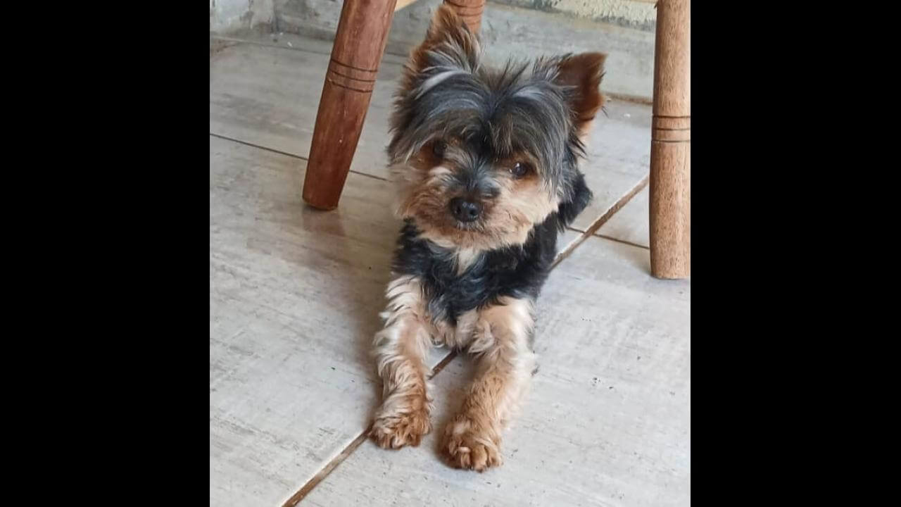 Cachorro Jhon Jhon desapareceu no bairro Florais do Paraná