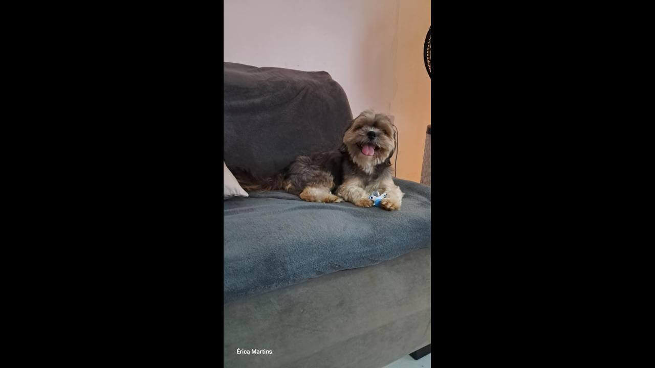 Cachorra desapareceu no bairro Florais do Paraná Cachorra desapareceu no bairro Florais do Paraná