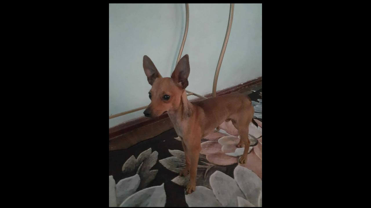 Cachorro Pingo desapareceu no bairro 14 de Novembro
