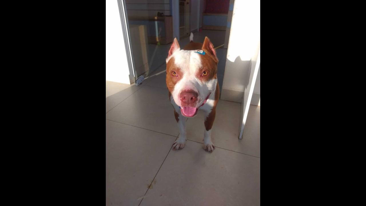 Cachorro Zeus desapareceu no bairro Brasília