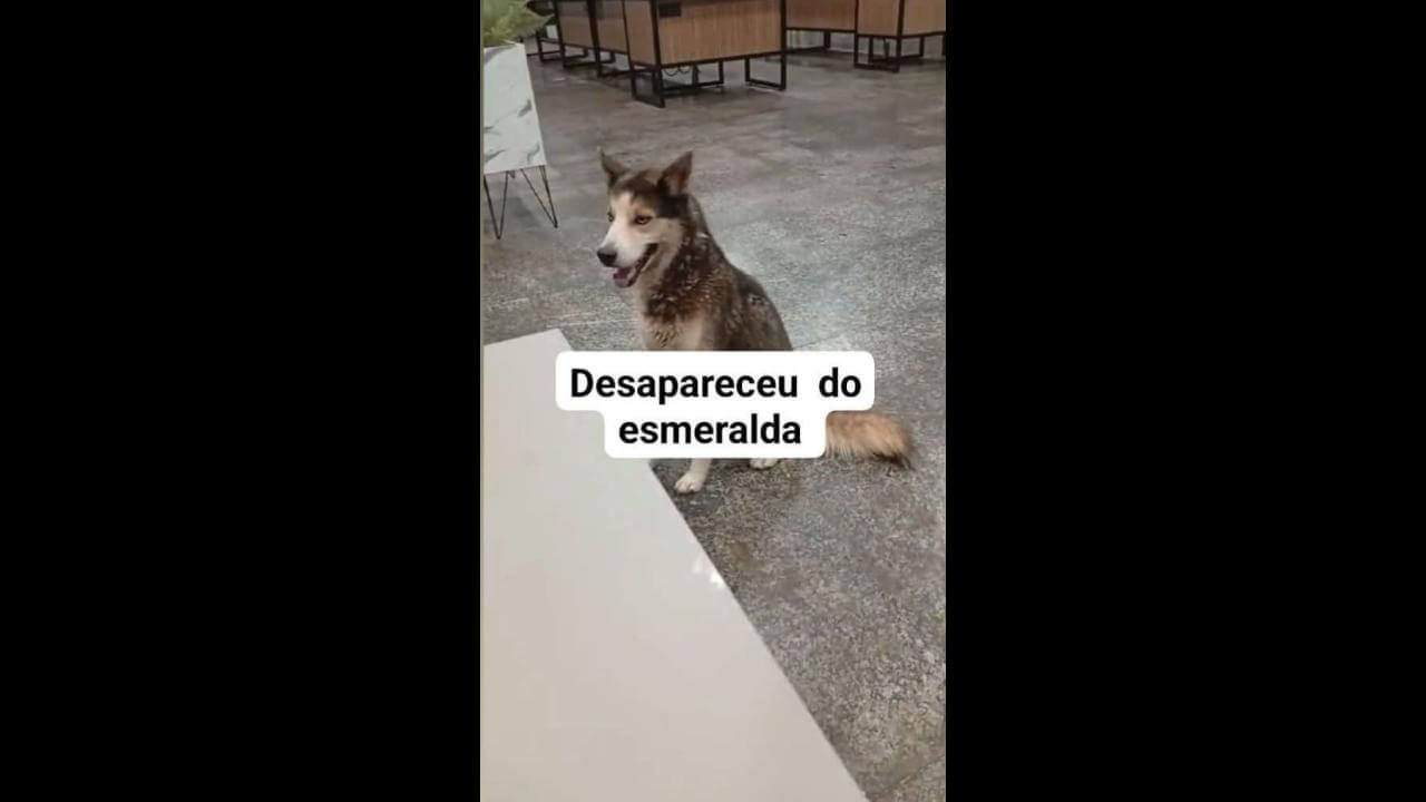 Cachorro desapareceu no bairro Esmeralda