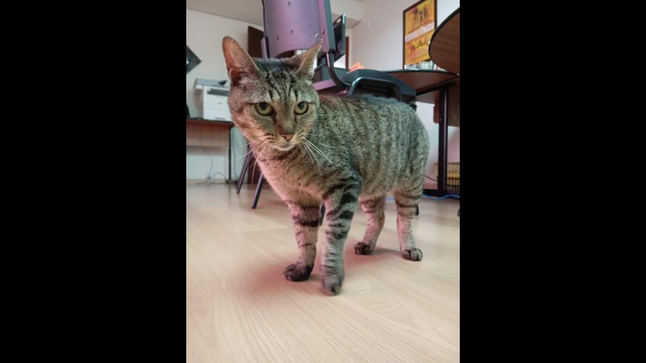 Gata é encontrada no bairro Centro