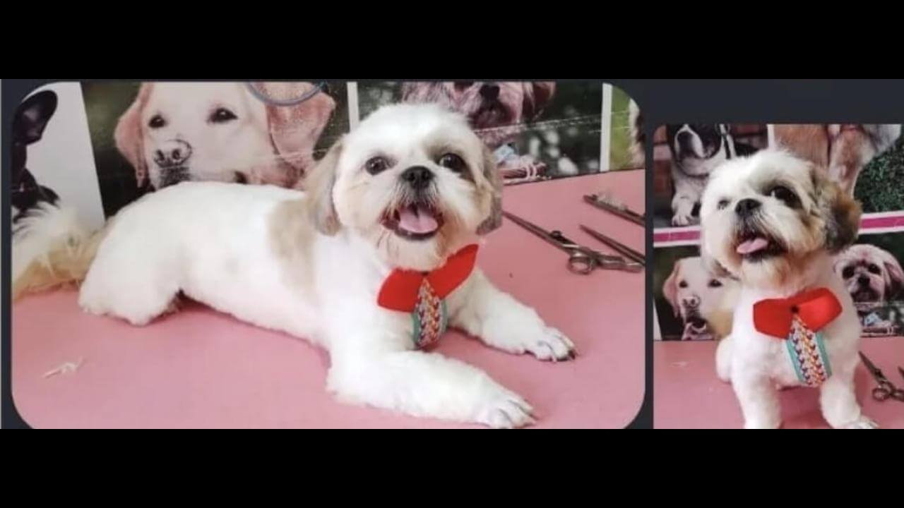 Cachorro Pipoca desapareceu no bairro Brasmadeira