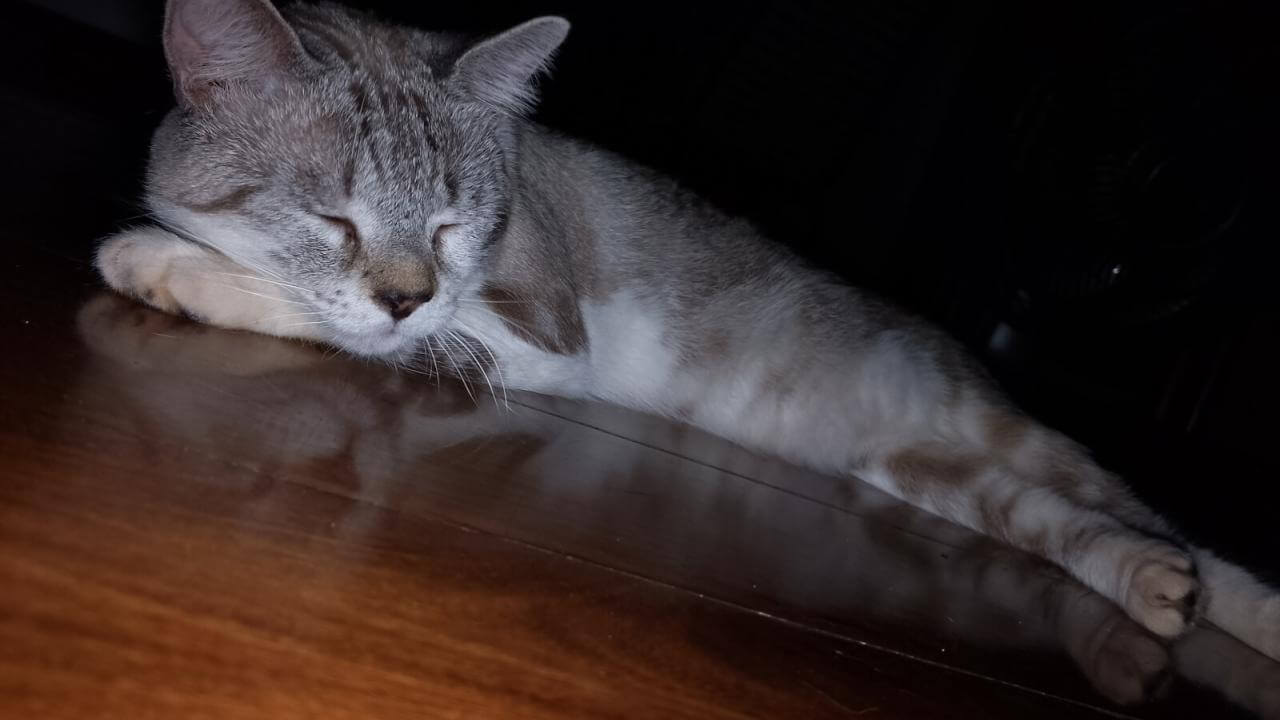 Gato Mimi desapareceu no bairro Parque São Paulo