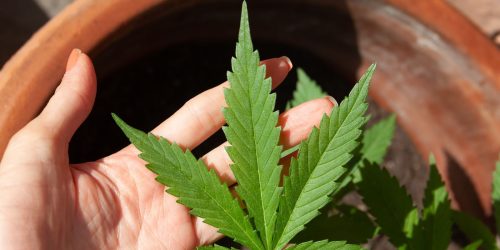 Mendes rejeita recursos sobre descriminalização do porte de maconha Imagem referente a Mendes rejeita recursos sobre descriminalização do porte de maconha
