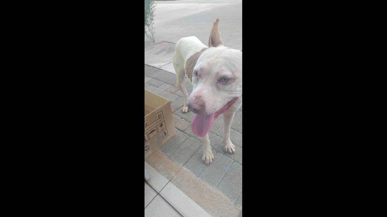 Cachorro é encontrado no bairro Periolo