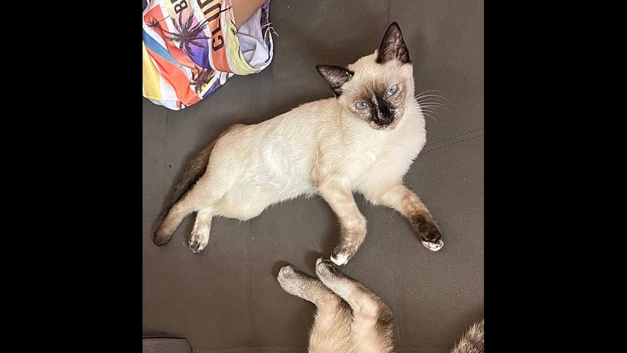 Gata Judith desapareceu no bairro Santos Dumont