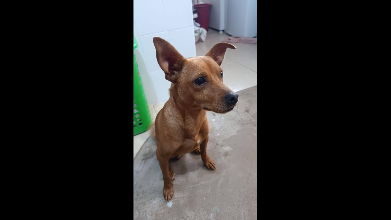 Cachorro é encontrado no bairro Centro