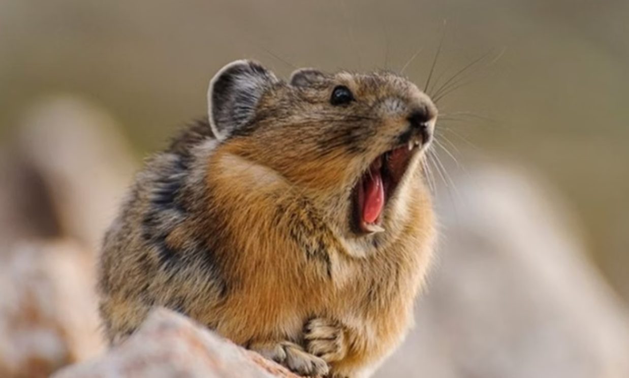 Estudo revela: pika supera desafios e se adapta às mudanças da Terra 