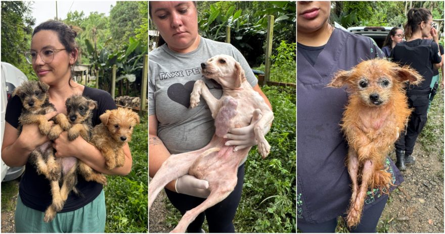Polícia resgata 130 cães em condições deploráveis em canil comercial no Paraná, mulher é presa
