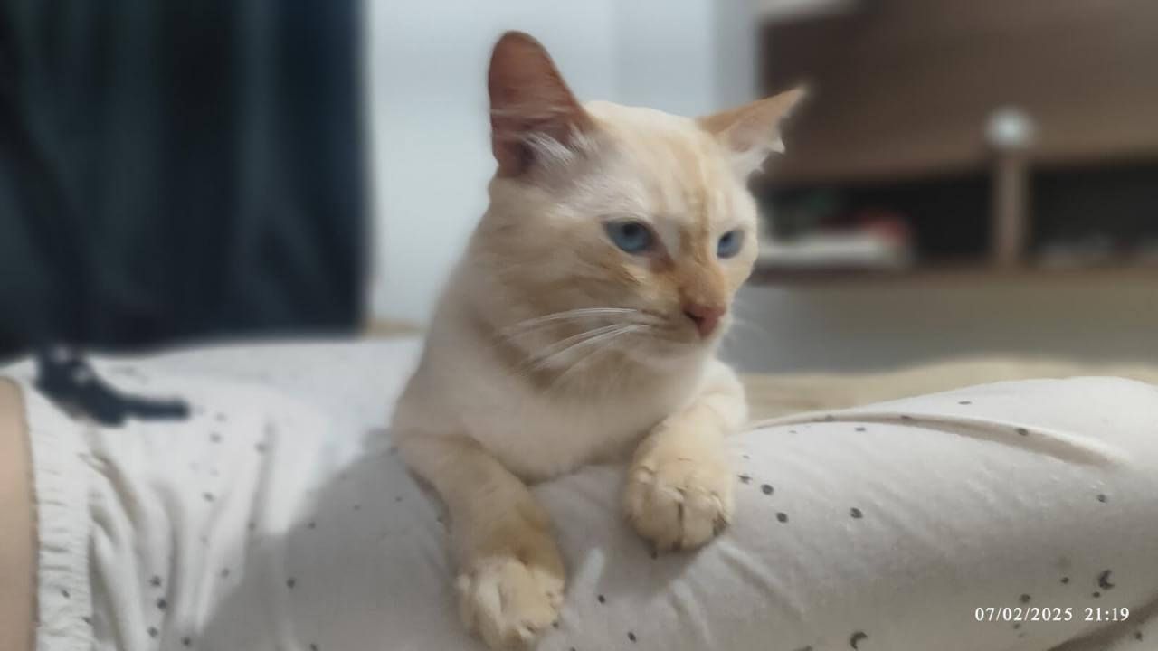 Gato é encontrado no bairro Universitário