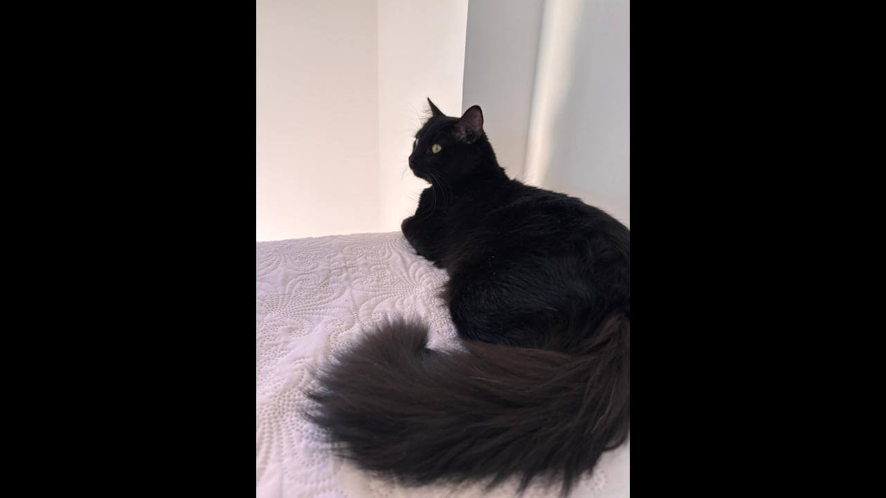 Gato Murph desapareceu no bairro Neva