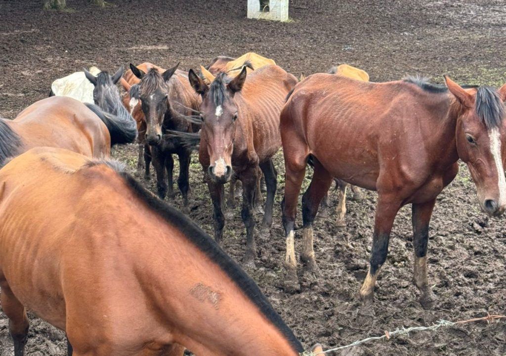 Polícia Civil resgata mais de 40 cavalos e prende homem por maus-tratos